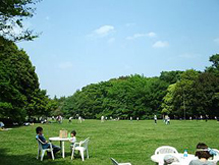 砧公園